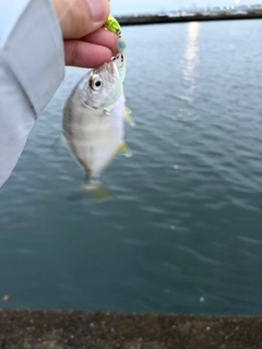 メッキの釣果