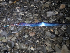 タチウオの釣果