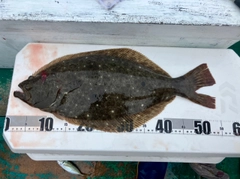 ヒラメの釣果