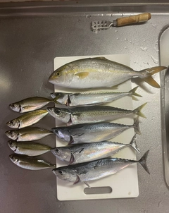 ショゴの釣果