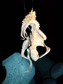 タコの釣果