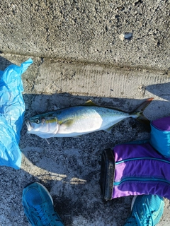 ハマチの釣果
