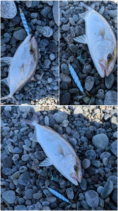 ショゴの釣果