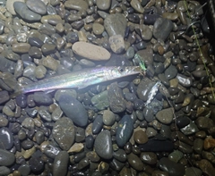 カマスの釣果