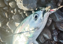 ソウダガツオの釣果