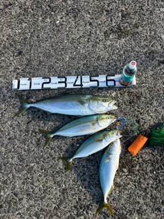 ヤズの釣果