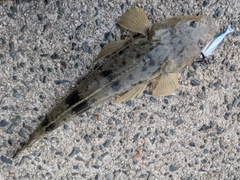 マゴチの釣果