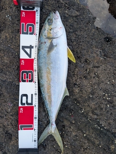 ヒラマサの釣果