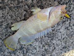 アオハタの釣果