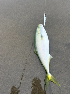 ワカシの釣果