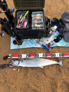 サゴシの釣果