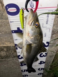 シーバスの釣果