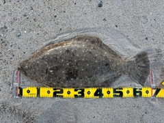 ヒラメの釣果