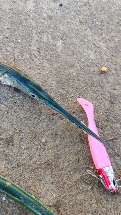 ダツの釣果