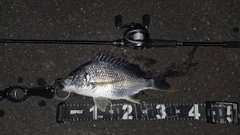 キビレの釣果