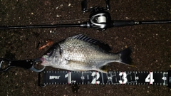 キビレの釣果