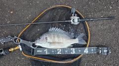 キビレの釣果