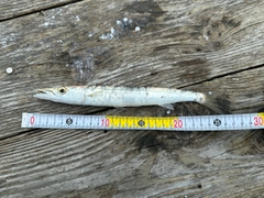 カマスの釣果