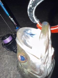 マルスズキの釣果