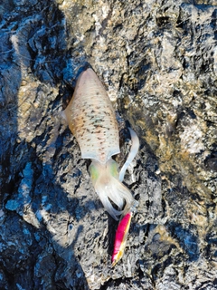 釣果
