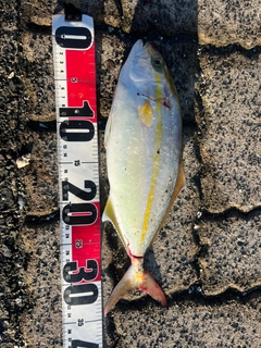 ショゴの釣果