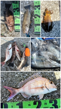 オオモンハタの釣果