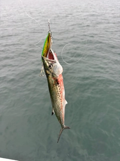サゴシの釣果