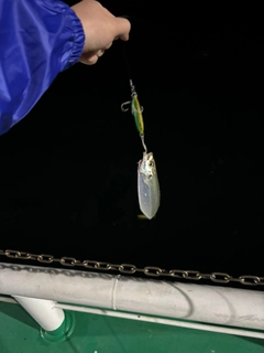 マルアジの釣果