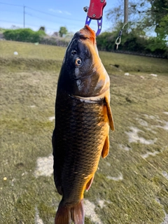 コイの釣果