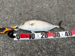 ショゴの釣果