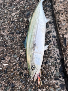 サゴシの釣果