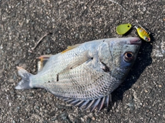 キビレの釣果