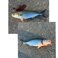 ヤズの釣果