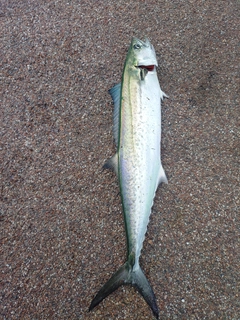サゴシの釣果
