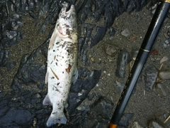 ニジマスの釣果