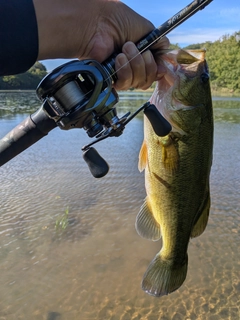 ラージマウスバスの釣果