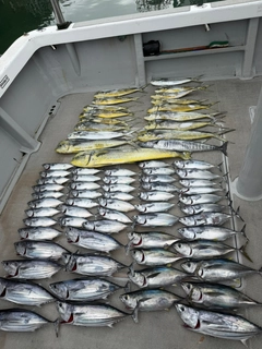 アユの釣果
