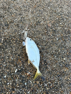 メッキの釣果