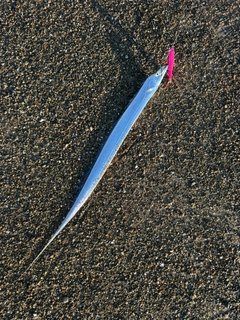 タチウオの釣果