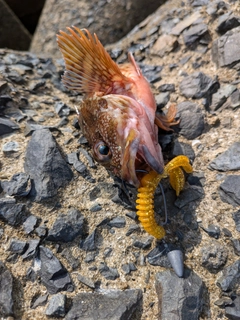 アラカブの釣果