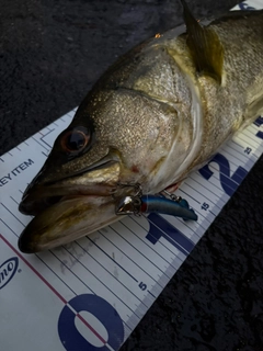 シーバスの釣果