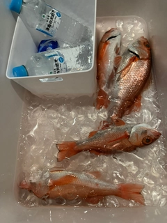 アカムツの釣果