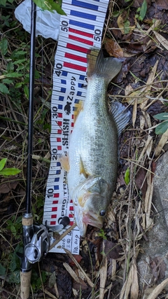 ブラックバスの釣果