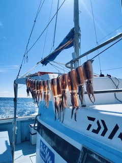 スルメイカの釣果