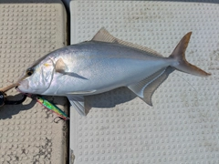 ネリゴの釣果