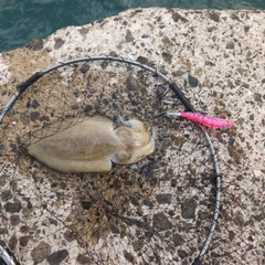 モンゴウイカの釣果
