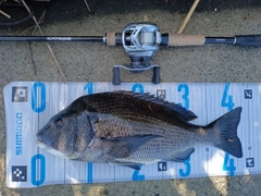 チヌの釣果