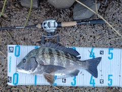 チヌの釣果