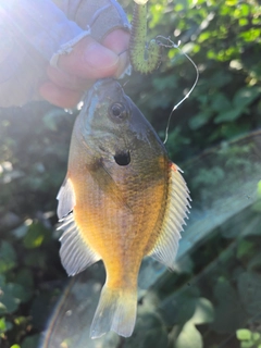 ブルーギルの釣果