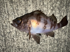 メバルの釣果